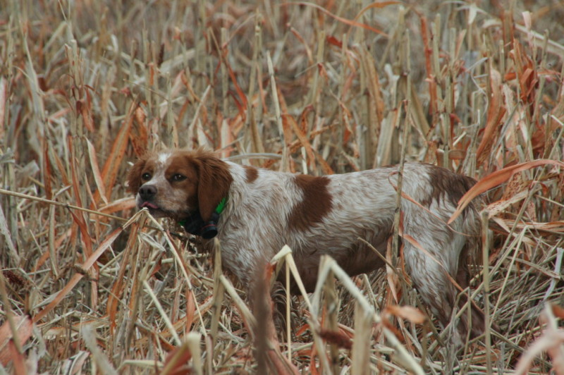hunting dog